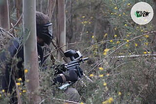 Teste a pontaria no maior campo de Paintball em Portugal | Wild Life, Penacova | Até 8 pessoas