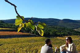 MAS RODO VITIVINICOLA