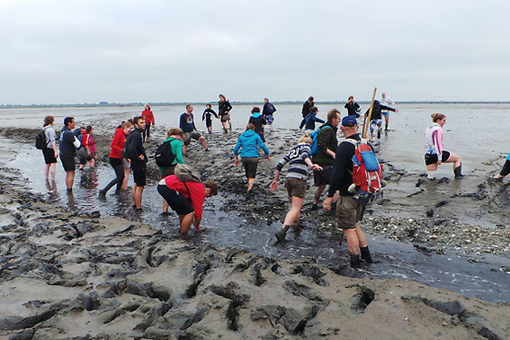Wadlopen Pieterburen - photo 0