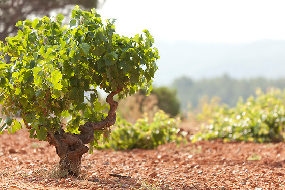 BODEGA VEGA TOLOSA - photo 4