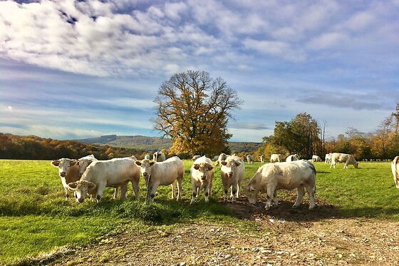 Domaine Joseph Lafarge - photo 22