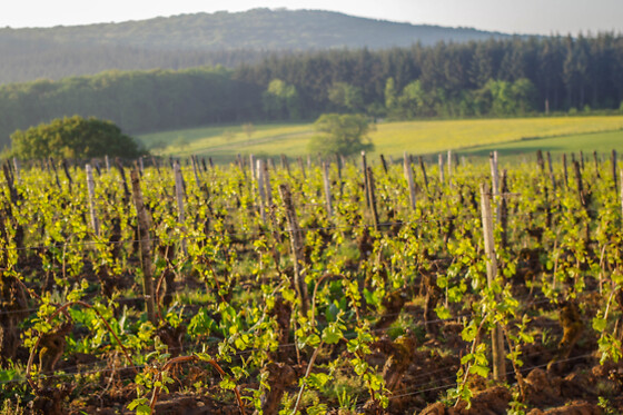 Domaine Joseph Lafarge - photo 19