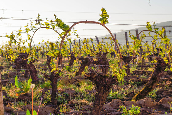 Domaine Joseph Lafarge - photo 21