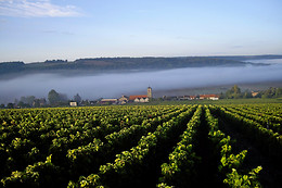 Champagne Pierre Laurent