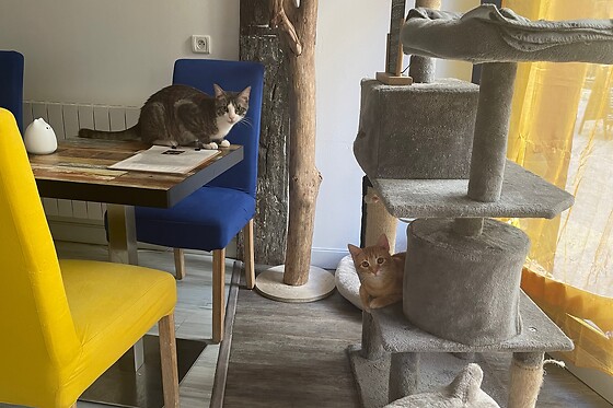 Troyes petits chats - photo 0