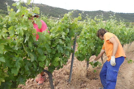 CELLER CARLES ANDREU - photo 12
