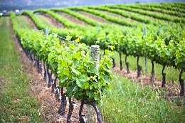 BODEGAS CAÑALVA