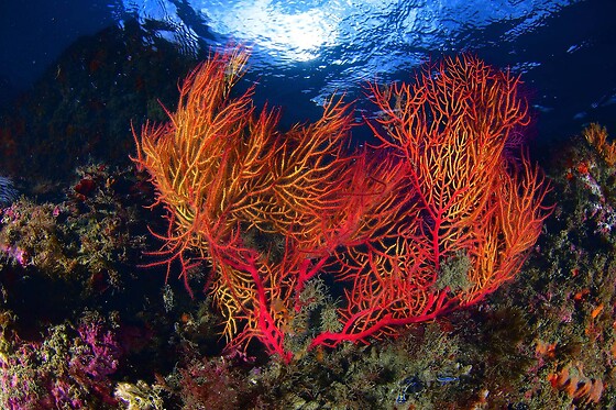 Batismo de mergulho | Para 1 - 4h | Cipreia Dive Club - Porto Santo (Madeira)