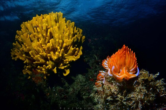 Batismo de mergulho | Para 1 - 4h | Cipreia Dive Club - Porto Santo (Madeira)