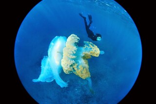 Batismo de mergulho | Para 1 - 4h | Cipreia Dive Club - Porto Santo (Madeira)