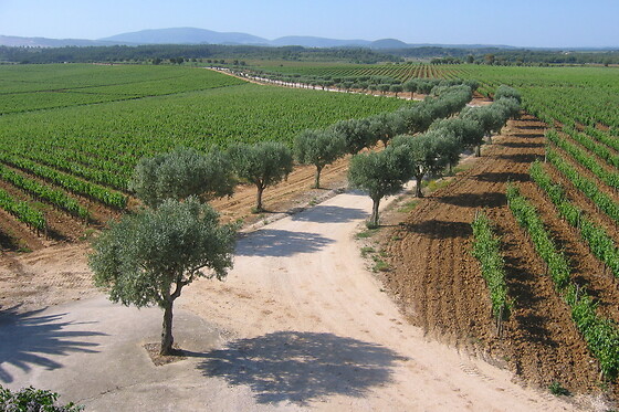 Visita à Adega + Prova de Vinhos Pinot para 2 | Quinta do Carneiro, Alenquer (Lisboa)