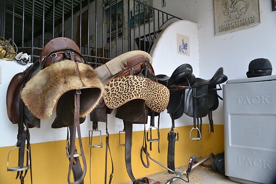 Experiência Equestre: Batismo a Cavalo para 1 | Coudelaria Rita Cotrim, Golegã (Santarém)