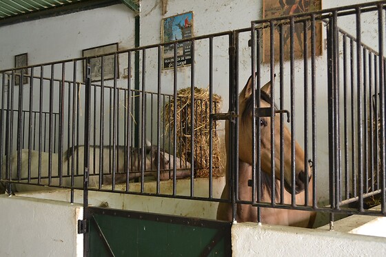 Experiência Equestre: Batismo a Cavalo para 1 | Coudelaria Rita Cotrim, Golegã (Santarém)