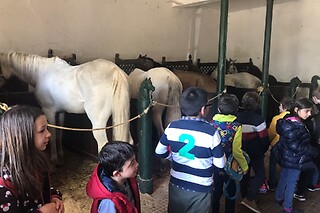 Experiência Equestre: Batismo a Cavalo para 1 | Coudelaria Rita Cotrim, Golegã (Santarém)