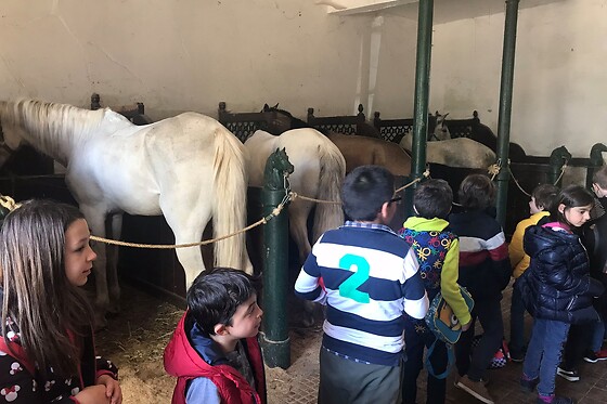 Experiência Equestre: Batismo a Cavalo para 1 | Coudelaria Rita Cotrim, Golegã (Santarém)