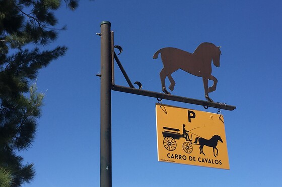 Experiência Equestre: Batismo a Cavalo para 1 | Coudelaria Rita Cotrim, Golegã (Santarém)