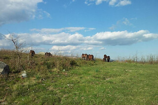 Agroturismo em Mós, Fafe | Estadia familiar com pequeno-almoço - Casa de Fora