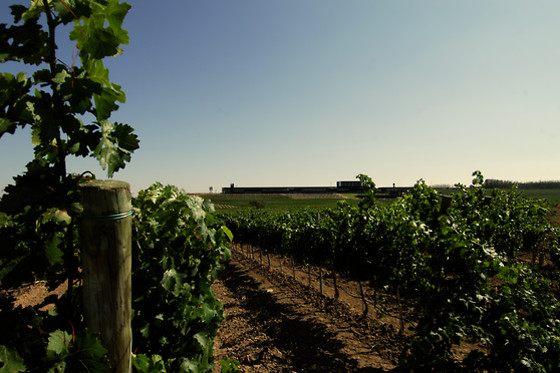 BODEGAS LAUS - photo 2