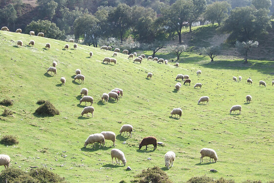 Vumba Agroturismo - photo 7
