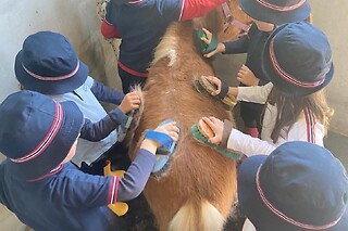 Aula de equitação com póneis para 1 em Quintinha Pedagógica de Canelas em Vila Nova de Gaia (Porto)