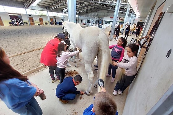 Aula de equitação com póneis para 1 em Quintinha Pedagógica de Canelas em Vila Nova de Gaia (Porto)