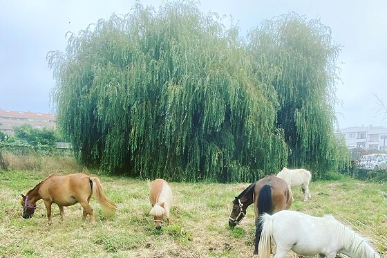 Aula de equitação com póneis para 1 em Quintinha Pedagógica de Canelas em Vila Nova de Gaia (Porto)