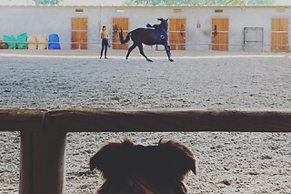 Aula de equitação com póneis para 1 em Quintinha Pedagógica de Canelas em Vila Nova de Gaia (Porto)
