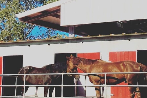 Aula de equitação com póneis para 1 em Quintinha Pedagógica de Canelas em Vila Nova de Gaia (Porto)