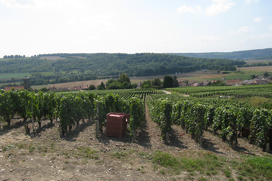 Champagne Pierre Laurent - photo 7