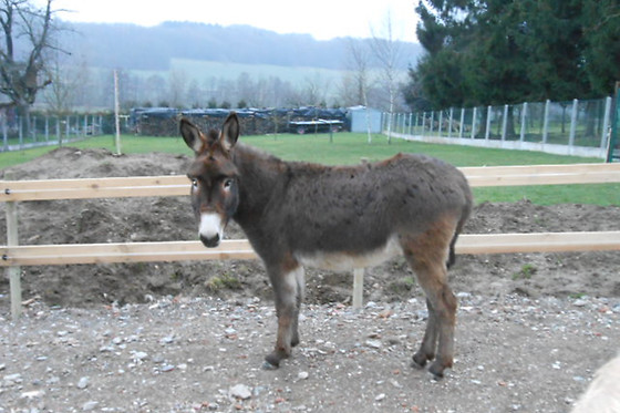 Ferme SAXERMATT - photo 8