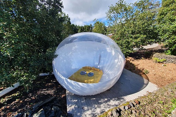 Uma noite em bubble com pequeno-almoço para 2 em Quinta do Abacate Glamping Park em Angra do Heroísmo (Açores)