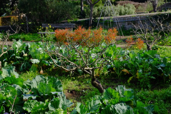 JARDIN BOTANICO DE SOLLER - photo 11