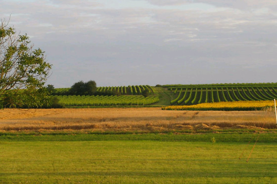 Du Coté Vignes - photo 8