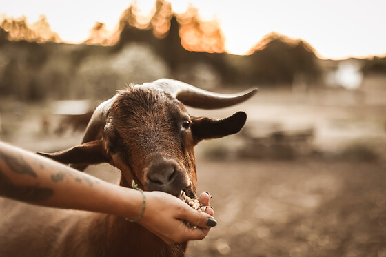 Desfrute de uma estadia rodeado de animais na Quinta das Caçadoras - Palmela | Para 2 pessoas