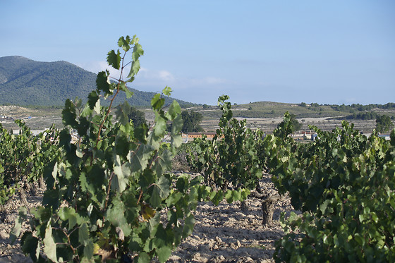 BODEGAS CONTRERAS - photo 7