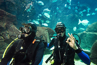 Mergulhe com tubarões e raias no Aquário da Madeira | Madeira Nature Experience - Porto Moniz
