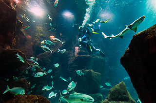 Mergulhe com tubarões e raias no Aquário da Madeira | Madeira Nature Experience - Porto Moniz