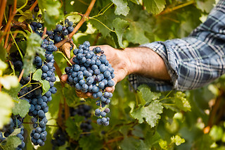 Visita à Vinha e Prova de Vinhos para 2 | Quinta de Santa Marinha em Arcos de Valdevez