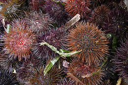 TELA MARINERA