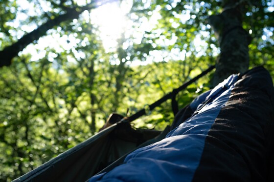 Hêtre en Forez - photo 6