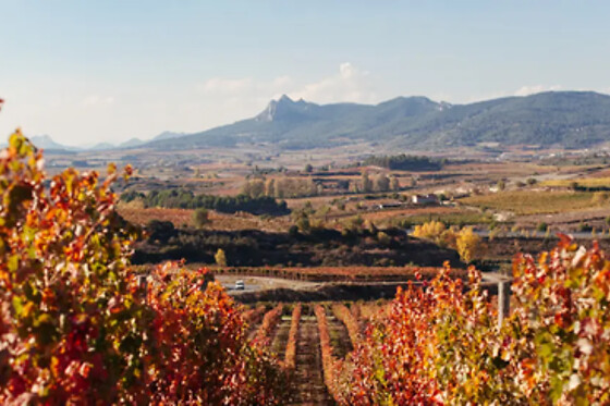 BODEGAS BILBAINAS - photo 2