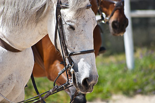 Baptismo a cavalo | 1 pessoa - 30 min | Escola Equestre de Aveiro