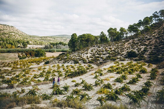 BODEGAS GRATIAS - photo 5