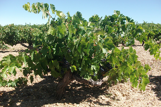 BODEGAS GORDONZELLO - photo 4