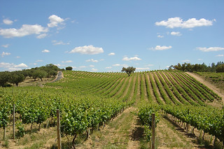 Degustação de vinhos e visita à adega para 2 | Herdade do Perdigão em Monforte