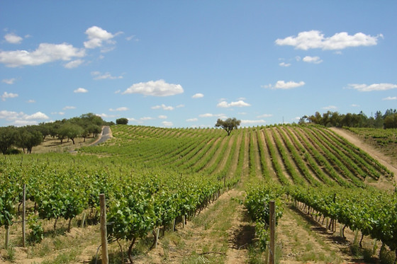 Degustação de vinhos e visita à adega para 2 | Herdade do Perdigão em Monforte