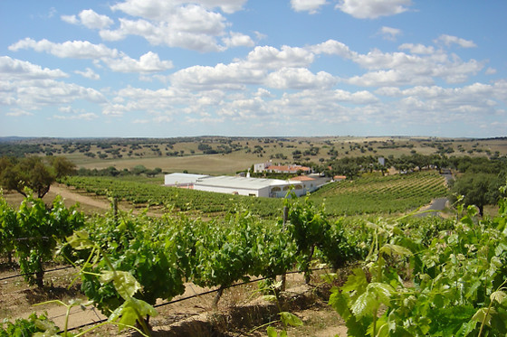 Degustação de vinhos e visita à adega para 2 | Herdade do Perdigão em Monforte
