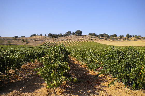 BODEGA DIAZ BAYO - photo 0