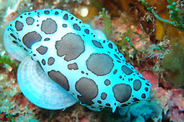 SCUBA ELX