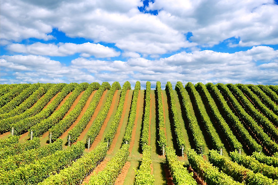 BODEGAS SOMMOS - photo 4